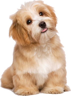 PET STATION I Phụ kiện và dich vụ chăm sóc thú cưng hệ thống toàn quốc